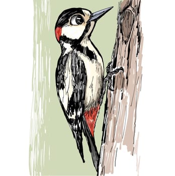 woodpecker