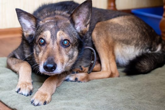 An old big dog is lying close up