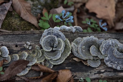 polyporales,trunk,inonotus,grass,plant,groundcover,wood,agaricomycetes,auricularia,fungus,leaf,mushroom