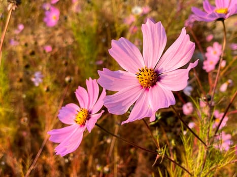 botany,cosmos,flower,petal,pink,plant,purple,wildflower