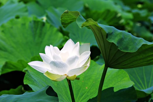 botany,flower,green,leaf,lotus,nature,petal,plant