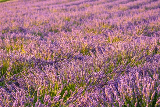 Enchanting scene of a lavender field, where fresh and fragrant violet flowers grow meticulously in long rows
