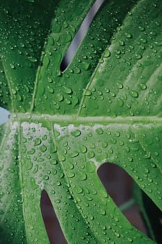 dew,drop,green,leaf,moisture,plant,precipitation,rain,water