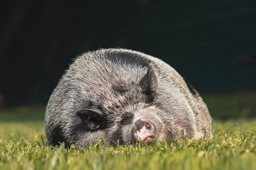 fat piglet sleeps on its side on a green lawn, overweight, dreams