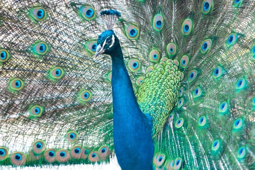 peacock fluffed colorful tail and proudly raised his head , birds of paradise