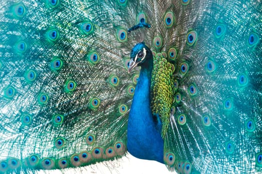 peacock fluffed out its beautiful tail , birds of paradise