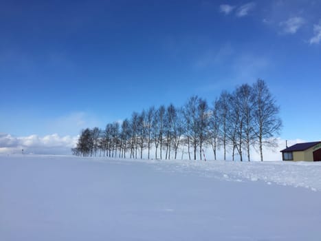 cloud,freezing,horizon,landscape,morning,nature,sky,snow,tree,winter