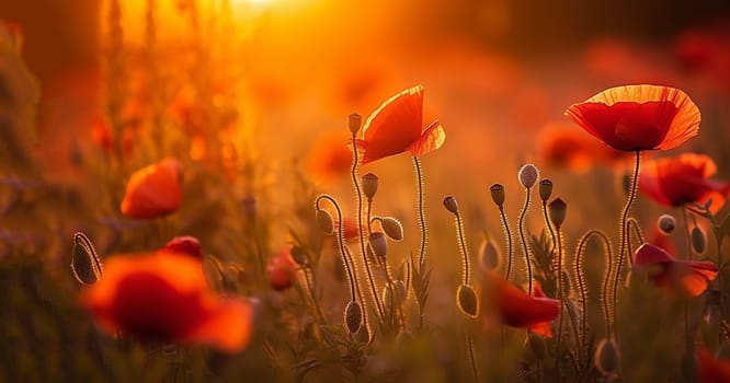 Bright poppy flowers against colorful sky. Field of wild poppies on a sunny spring day. Floral banner. Red poppy as a symbol of the memory of the victims of the war. morning sunlight. Magical landscape beauty