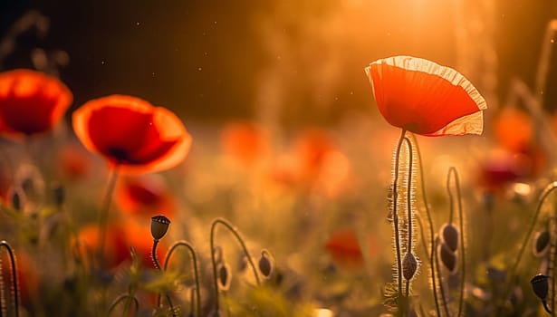 Bright poppy flowers against colorful sky. Field of wild poppies on a sunny spring day. Floral banner. Red poppy as a symbol of the memory of the victims of the war. morning sunlight. Magical landscape beauty