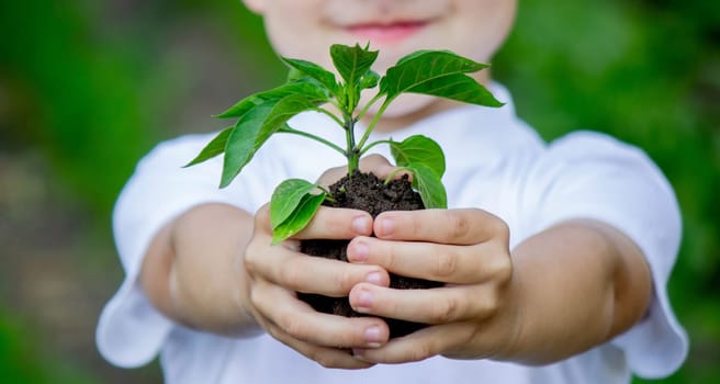 the child holds a sprout in his hands. Selective focus. Nature