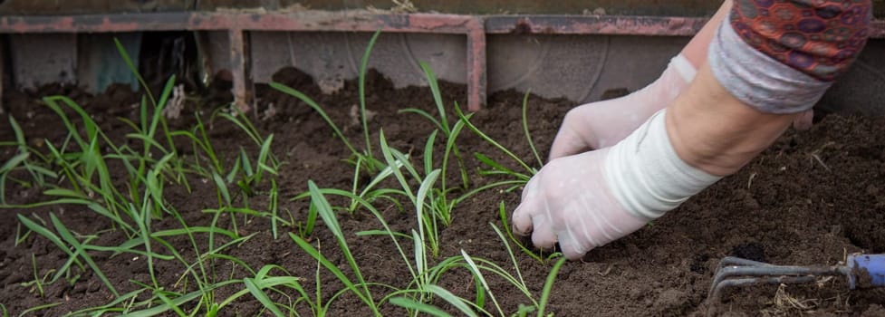 a farmer plants seedlings. Selective focus. Nature
