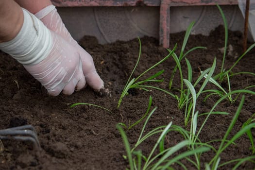 a farmer plants seedlings. Selective focus. Nature