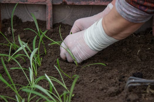 a farmer plants seedlings. Selective focus. Nature