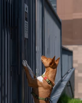 Redhead african basenji dog stands near the fence outdoors