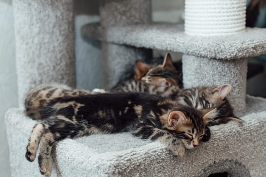 Young cute bengal kitten sleeping on a soft cat's shelf of a cat's house indoors.