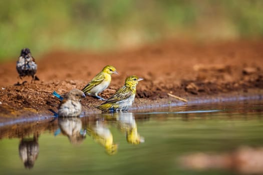 Village weaver and sparrow taking bath in waterhole in Kruger National park, South Africa ; Specie Ploceus cucullatus family of Ploceidae