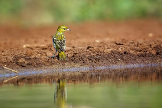 Village weaver along waterhole rear view in Kruger National park, South Africa ; Specie Ploceus cucullatus family of Ploceidae