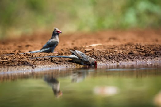 Red faced Mousebird drinking in waterhole in Kruger National park, South Africa ; Specie Urocolius indicus family of Coliidae