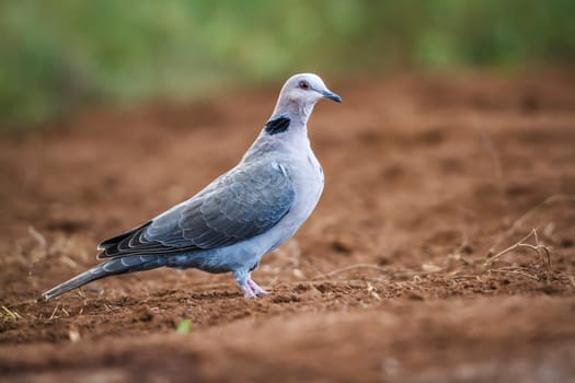 Red-eyed Dove on the ground in Kruger National park, South Africa ; Specie Streptopelia semitorquata family of Columbidae