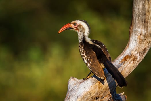 Southern Red billed Hornbill standing on branch rear view in Kruger National park, South Africa ; Specie Tockus rufirostris family of Bucerotidae