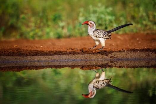 Southern Red billed Hornbill along waterhole with reflection in Kruger National park, South Africa ; Specie Tockus rufirostris family of Bucerotidae