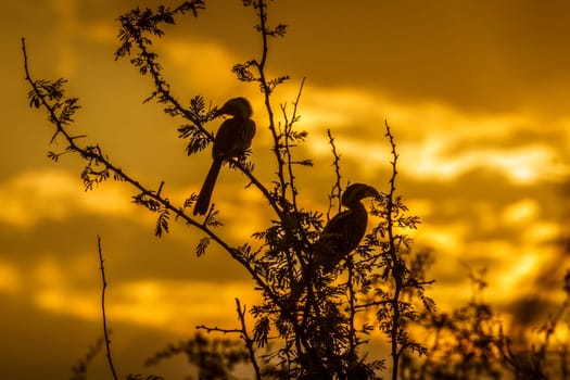 Two Southern Red billed Hornbill standing on shrub at sunset in Kruger National park, South Africa ; Specie Tockus rufirostris family of Bucerotidae