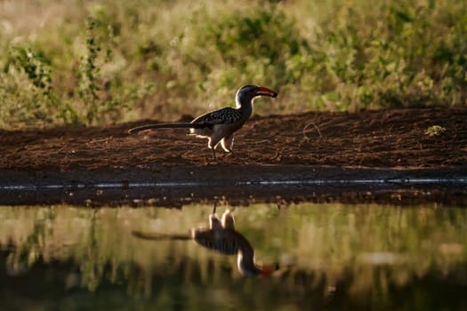 Southern Red billed Hornbill on ground with food in backlit in Kruger National park, South Africa ; Specie Tockus rufirostris family of Bucerotidae