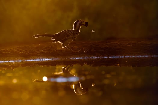 Southern Red billed Hornbill backlit on the ground at sunset in Kruger National park, South Africa ; Specie Tockus rufirostris family of Bucerotidae