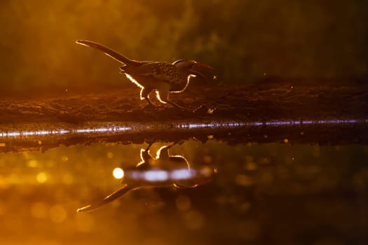 Southern Red billed Hornbill backlit on the ground at sunset in Kruger National park, South Africa ; Specie Tockus rufirostris family of Bucerotidae