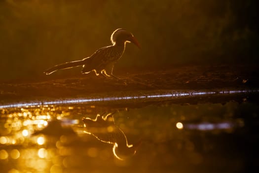 Southern Red billed Hornbill backlit on the ground at sunset in Kruger National park, South Africa ; Specie Tockus rufirostris family of Bucerotidae