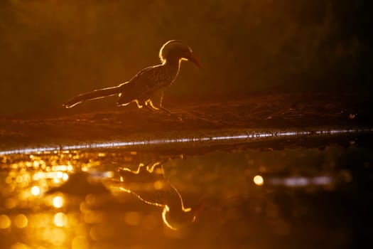 Southern Red billed Hornbill backlit on the ground at sunset in Kruger National park, South Africa ; Specie Tockus rufirostris family of Bucerotidae