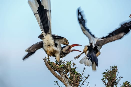 Fight of two Southern Red billed Hornbill in Kruger National park, South Africa ; Specie Tockus rufirostris family of Bucerotidae