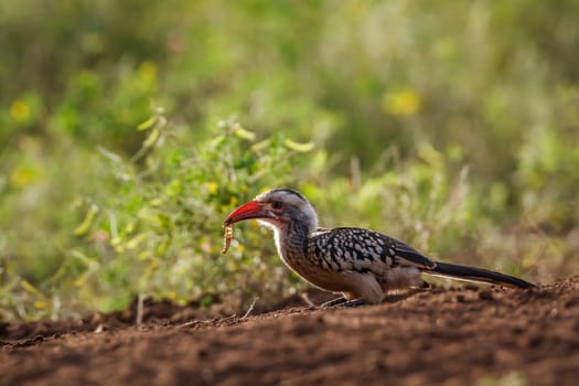 Southern Red billed Hornbill eating a bug in Kruger National park, South Africa ; Specie Tockus rufirostris family of Bucerotidae