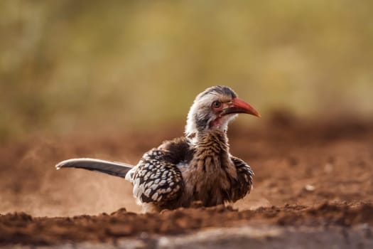 Southern Red billed Hornbill grooming in sand at dawn in Kruger National park, South Africa ; Specie Tockus rufirostris family of Bucerotidae