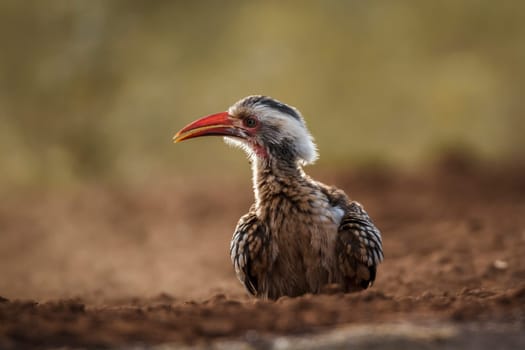 Southern Red billed Hornbill grooming in sand at dawn in Kruger National park, South Africa ; Specie Tockus rufirostris family of Bucerotidae