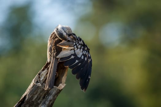 Southern Red billed Hornbill grooming an preening in Kruger National park, South Africa ; Specie Tockus rufirostris family of Bucerotidae