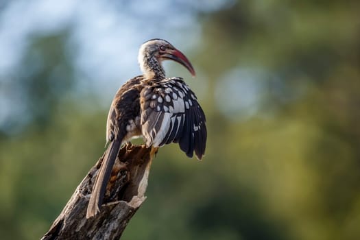 Southern Red billed Hornbill grooming an preening in Kruger National park, South Africa ; Specie Tockus rufirostris family of Bucerotidae