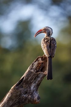 Southern Red billed Hornbill standing on a log rear view in Kruger National park, South Africa ; Specie Tockus rufirostris family of Bucerotidae