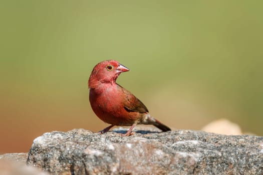Red-billed Firefinch male standing on a rock in Kruger National park, South Africa ; Specie family Lagonosticta senegala of Estrildidae