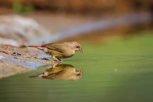 Red-billed Firefinch female in waterhole in Kruger National park, South Africa ; Specie family Lagonosticta senegala of Estrildidae