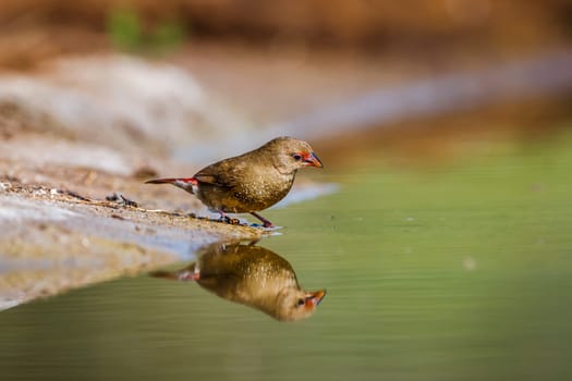 Red-billed Firefinch female in waterhole in Kruger National park, South Africa ; Specie family Lagonosticta senegala of Estrildidae