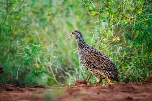 Natal francolin in Kruger National park, South Africa ; Specie Pternistis natalensis family of Phasianidae