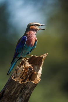 Lilac breasted roller standing on a trunk isolated in natural background in Kruger National park, South Africa ; Specie Coracias caudatus family of Coraciidae