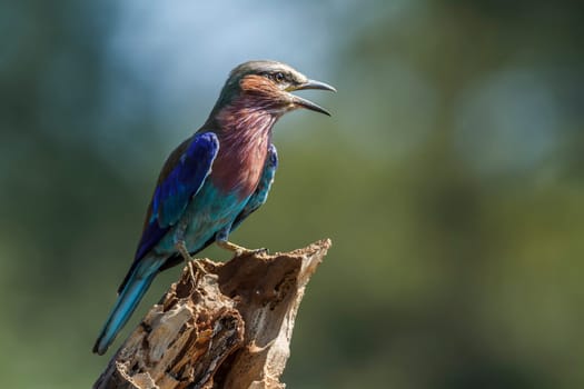 Lilac breasted roller standing on a trunk isolated in natural background in Kruger National park, South Africa ; Specie Coracias caudatus family of Coraciidae