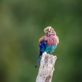 Lilac breasted roller standing on a trunk isolated in natural background in Kruger National park, South Africa ; Specie Coracias caudatus family of Coraciidae