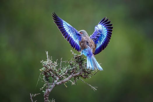 Lilac breasted roller landing open wings in Kruger National park, South Africa ; Specie Coracias caudatus family of Coraciidae