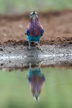 Lilac breasted roller drinking in waterhole with reflection in Kruger National park, South Africa ; Specie Coracias caudatus family of Coraciidae
