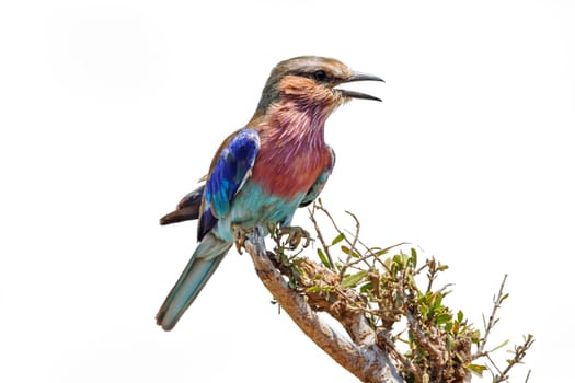 Lilac breasted roller isolated in white background in Kruger National park, South Africa ; Specie Coracias caudatus family of Coraciidae