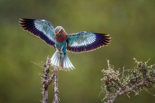 Lilac breasted roller in flight open wings in Kruger National park, South Africa ; Specie Coracias caudatus family of Coraciidae