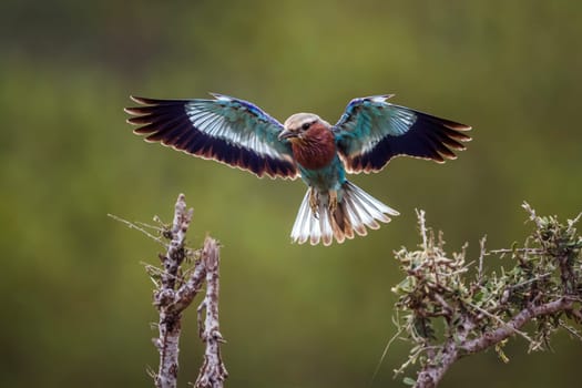 Lilac breasted roller in flight open wings in Kruger National park, South Africa ; Specie Coracias caudatus family of Coraciidae